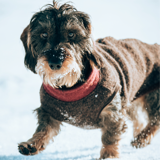 Hundeweste aus Walkloden, dunkelbraun meliert (verschiedene Kragenfarben) – Bild 2