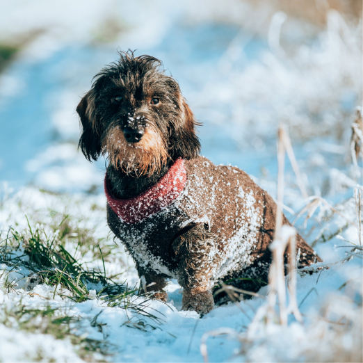 Hundeweste aus Walkloden, dunkelbraun meliert (verschiedene Kragenfarben) – Bild 3